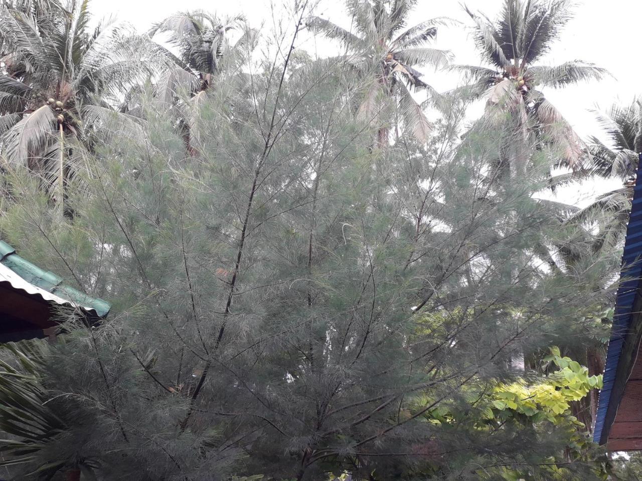Jasmine Inn Nusa Penida Kültér fotó